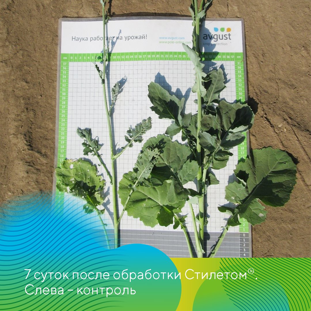 Пост 04.06.2025