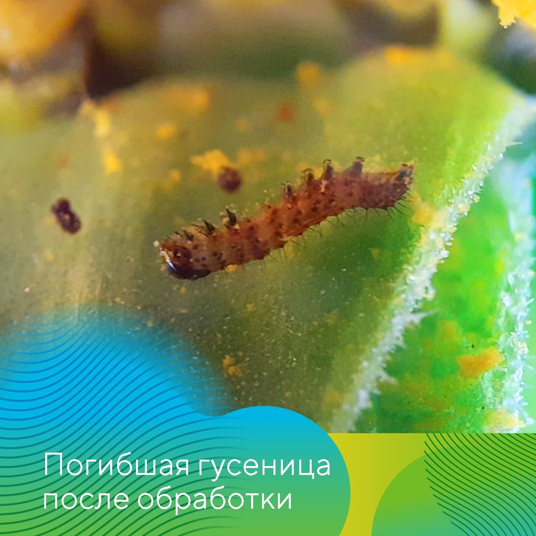 В борьбе с хлопковой совкой 01.23