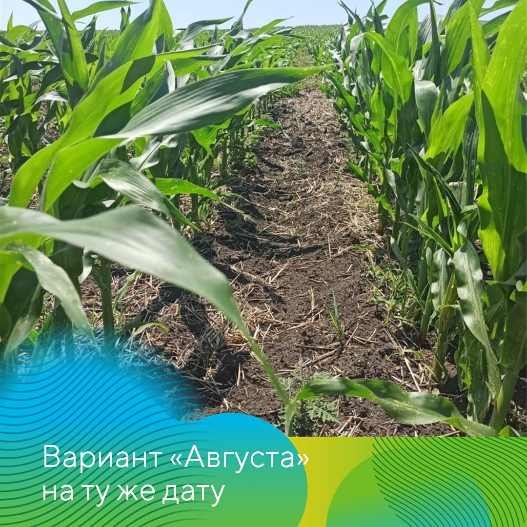 Совместные опыты на полях кукурузы 2023