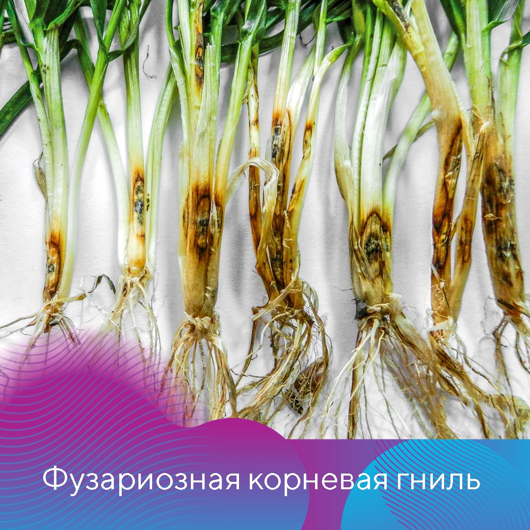 Пост 05.02.2025