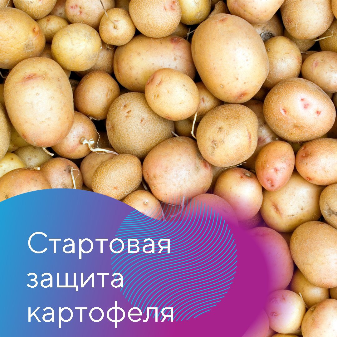 Стартовая защита картофеля
