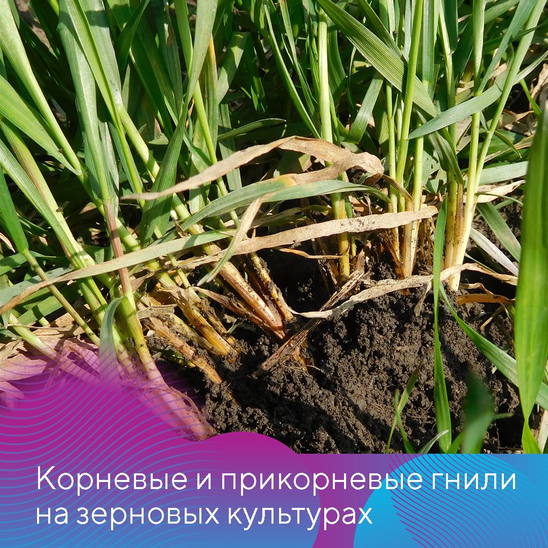Пост 8.04.2026
