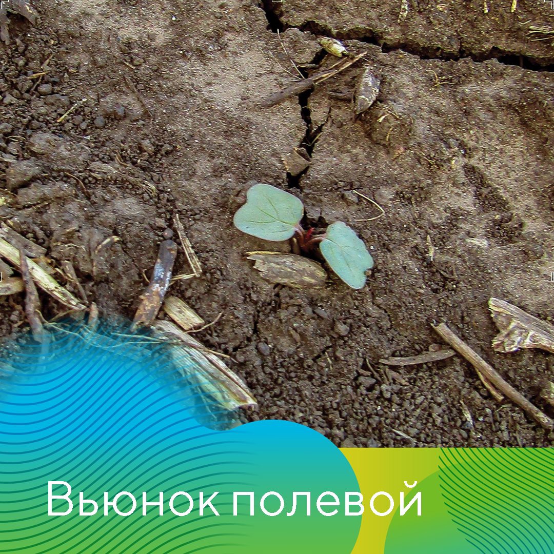 Главные проблемы сезона-2021 в Татарстане