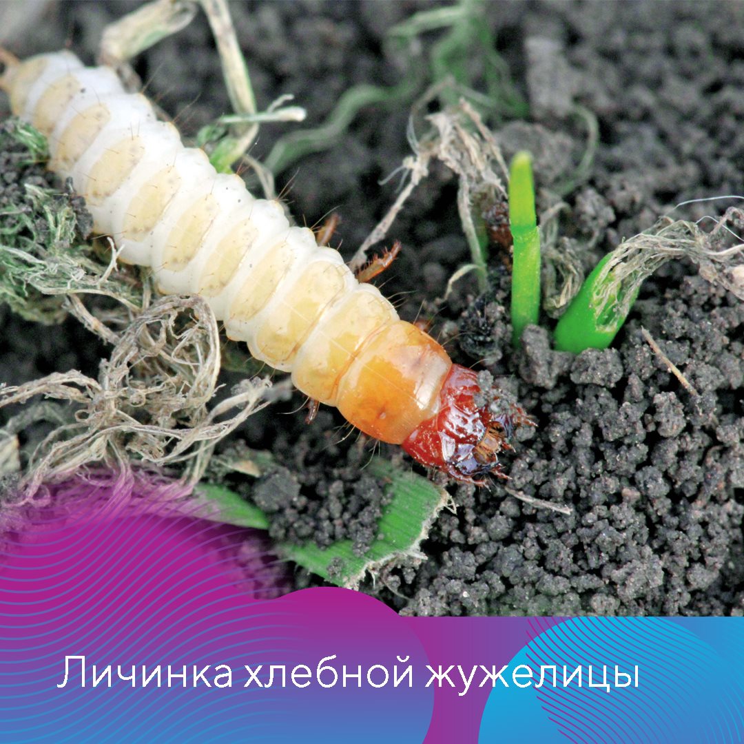 Пост 05.02.2025