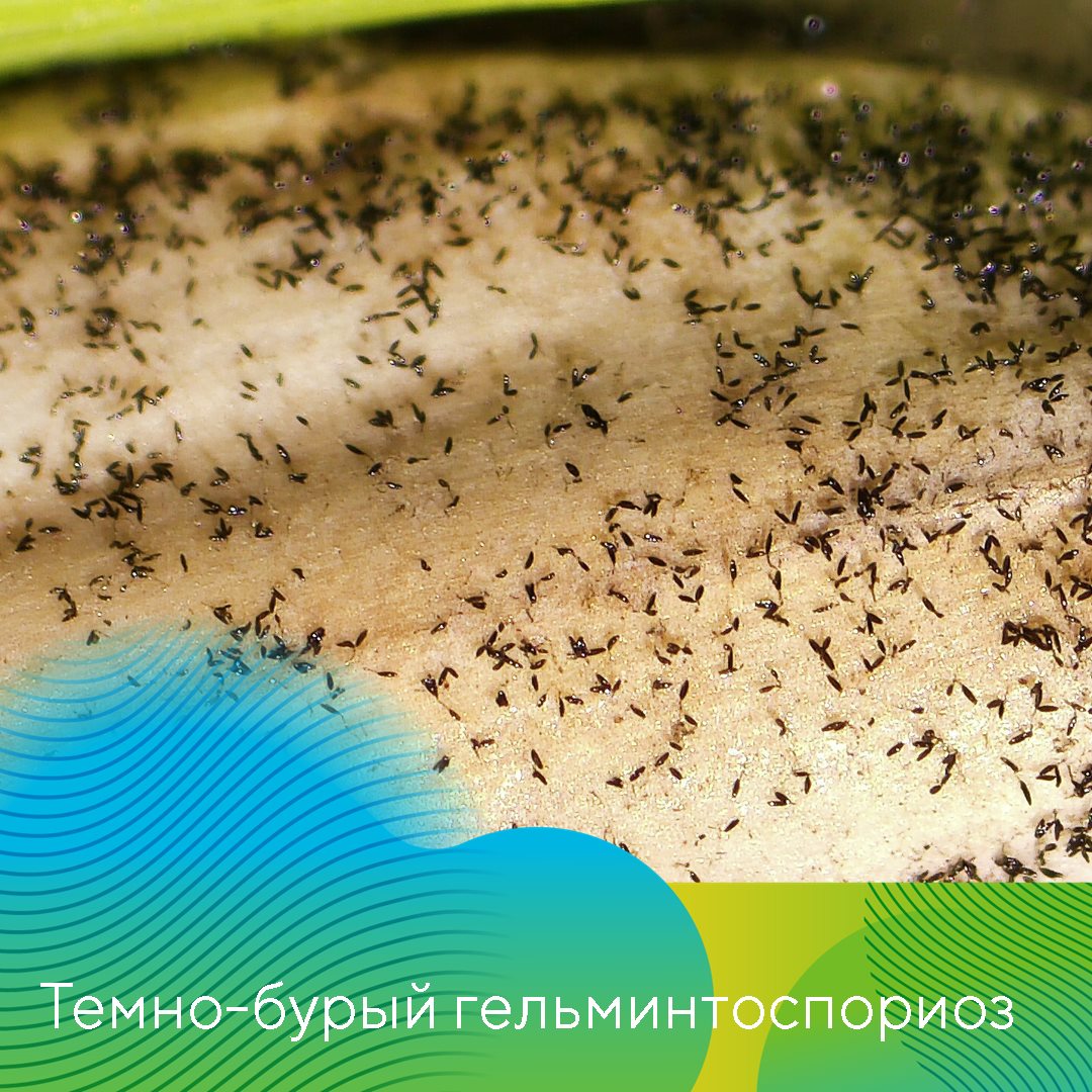 Пост 13.03.2025