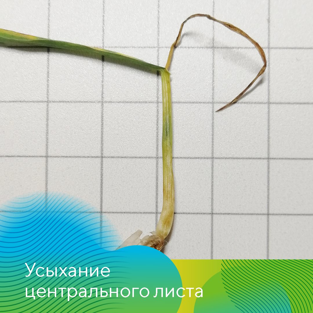 «АгроЛаборатория-Ливны» 12.12