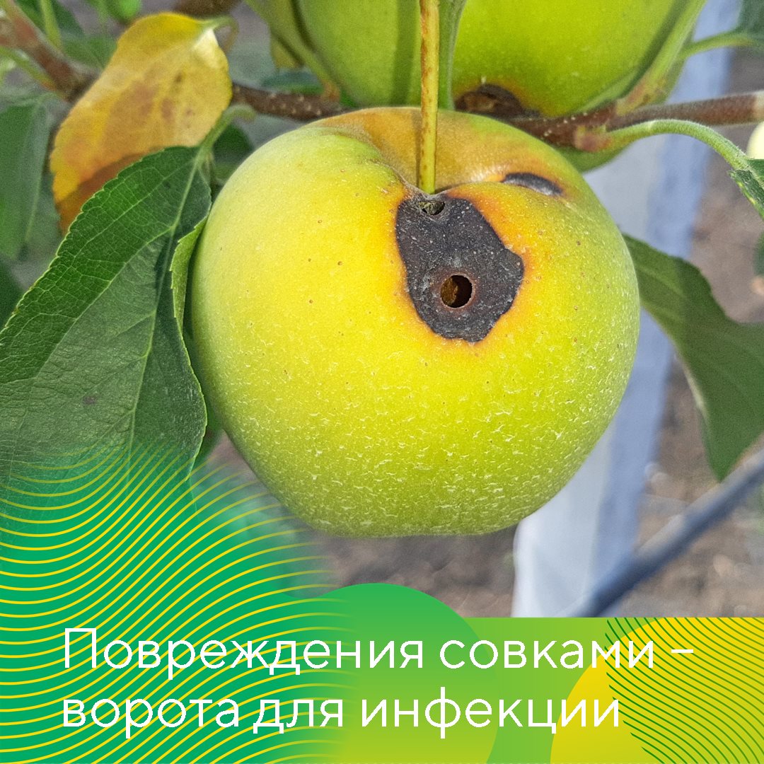 Гнили плодов при хранении июль 2023