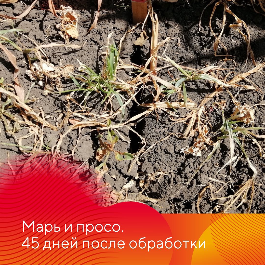 Фултайм 