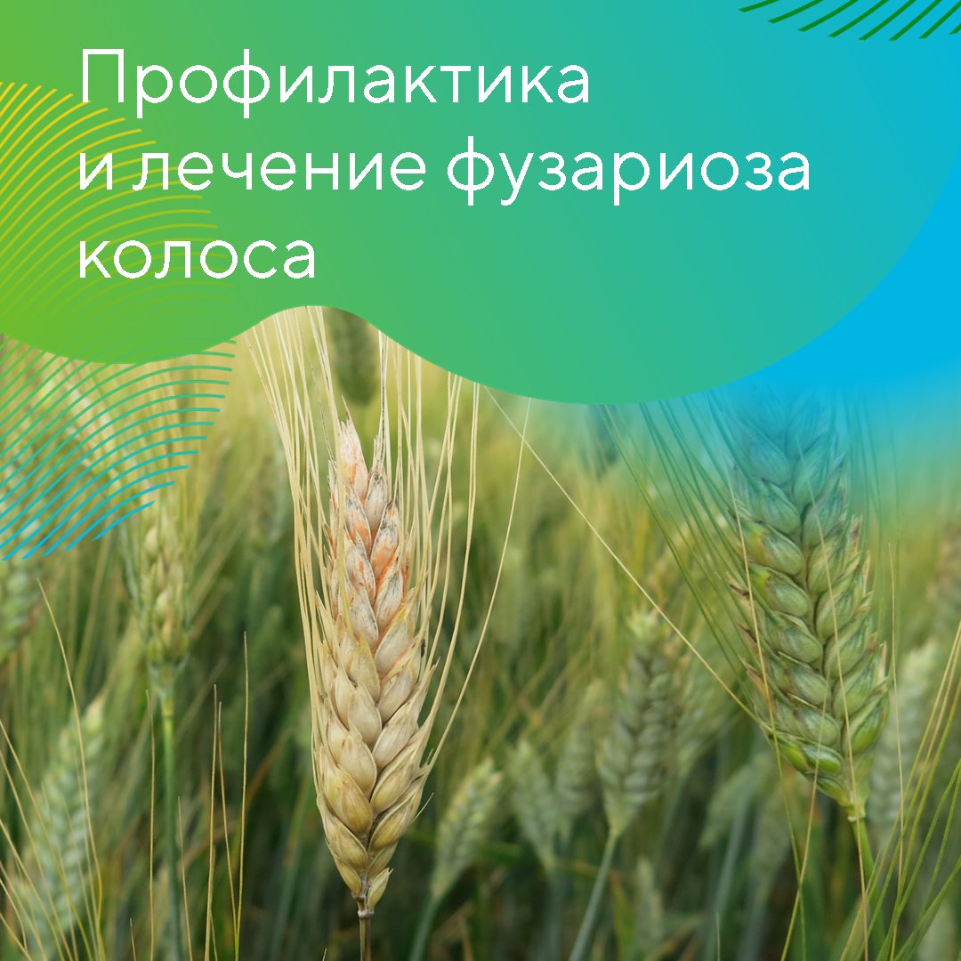 Фузариоз 28.05