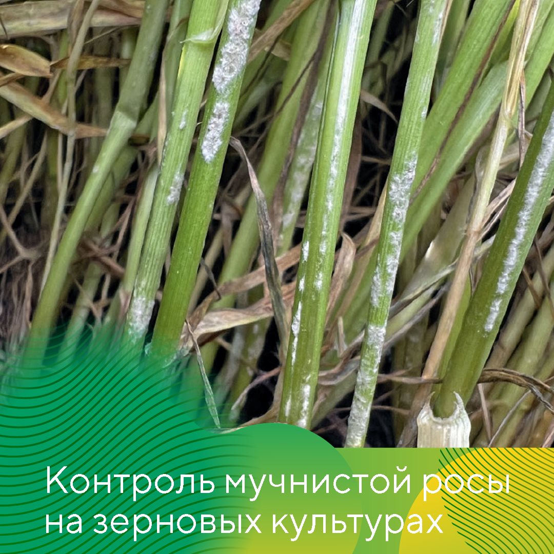 Пост 30.04.2026