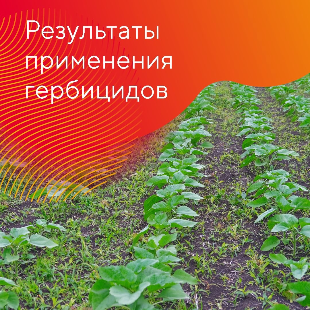 Оцените результаты применения «августовских» гербицидов на поле подсолнечника, устойчивого к трибенурон-метилу, в ООО «СП Ашкадарский»