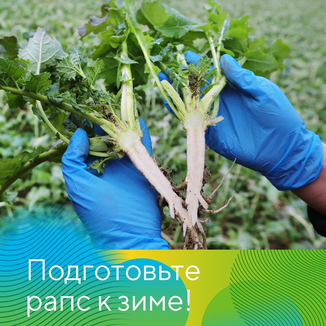 Рапс 14.08.24
