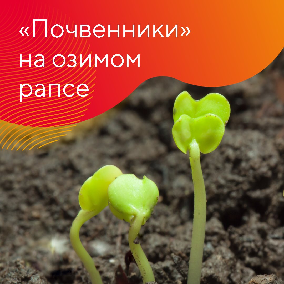 Почвенные гербициды при возделывании озимого рапса