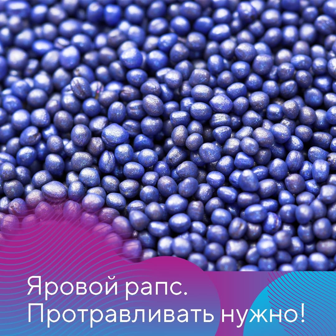 Протравливание семян рапса 02.23