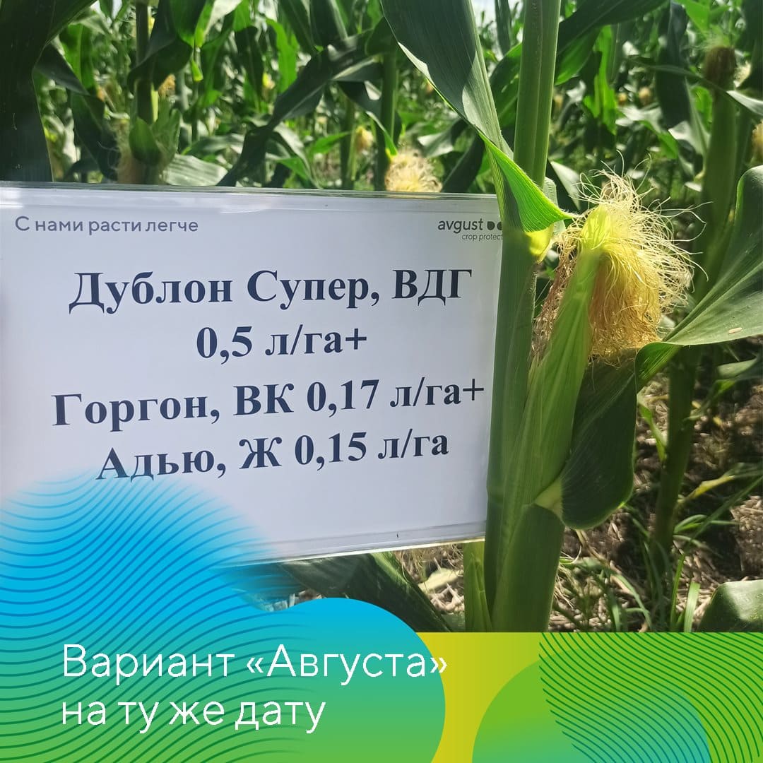 Совместные опыты на полях кукурузы 2023