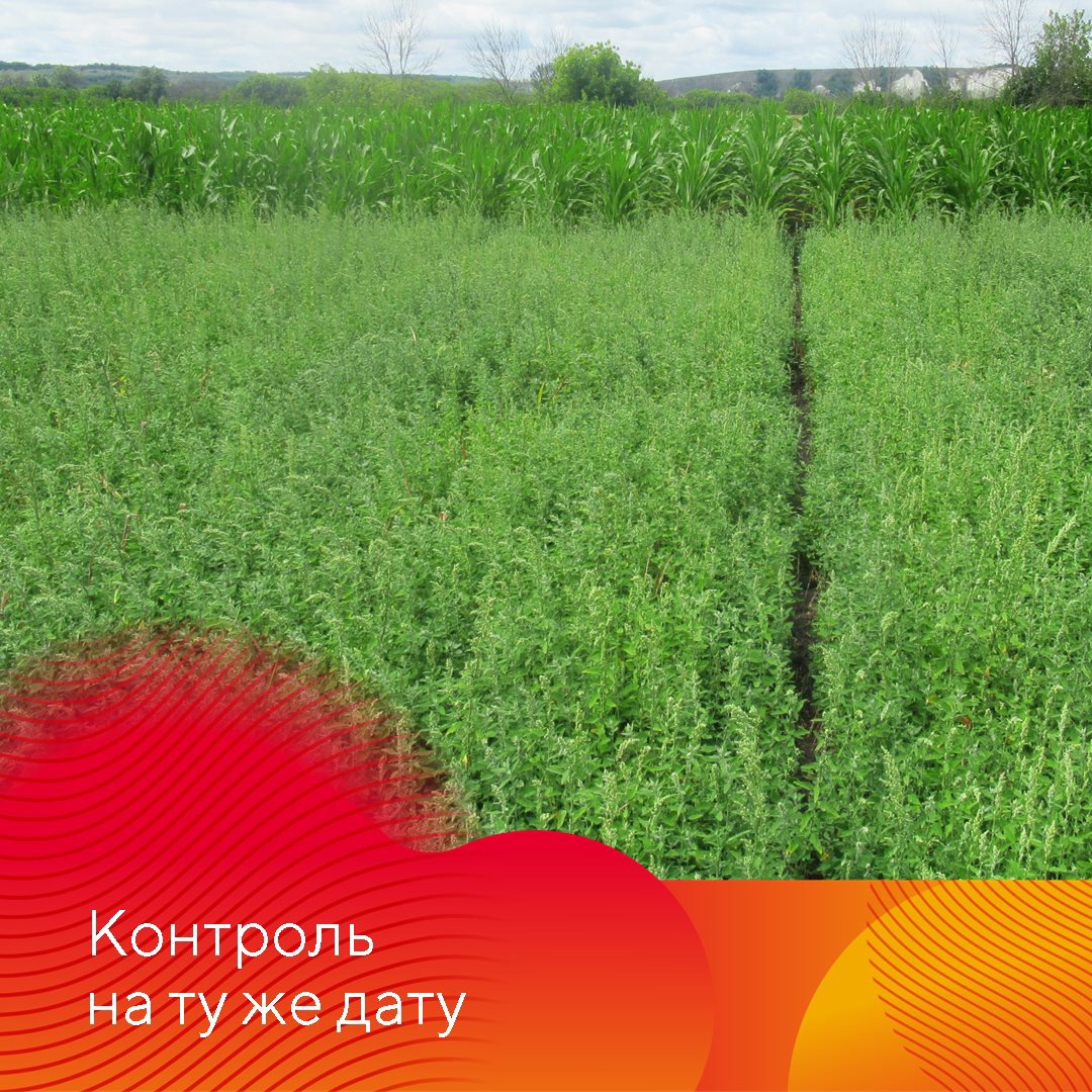 Испытание гербицидов на кукурузе