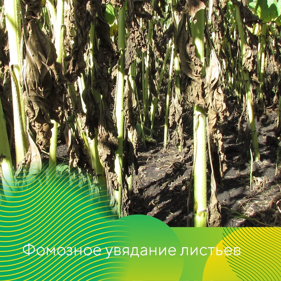 Контроль болезней подсолнечника