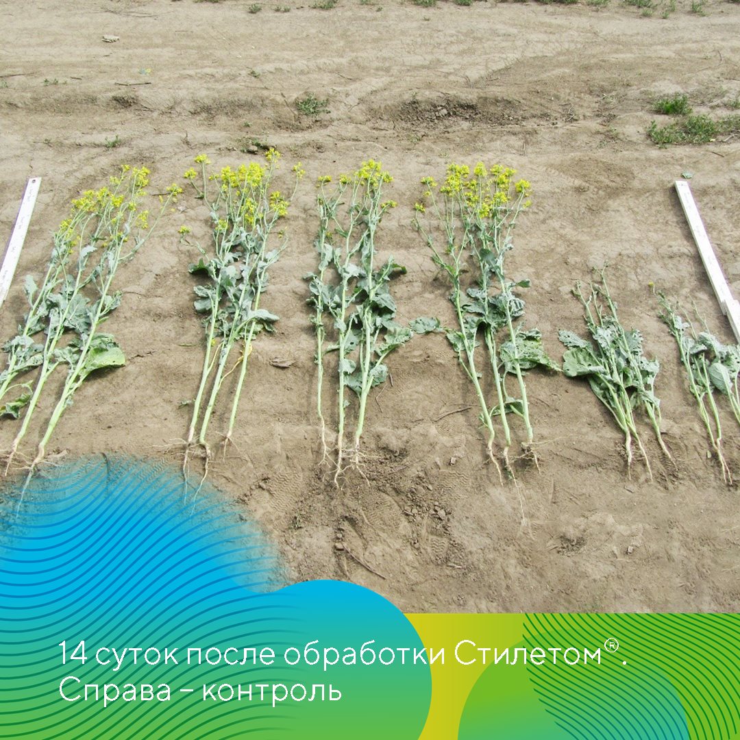 Пост 04.06.2025