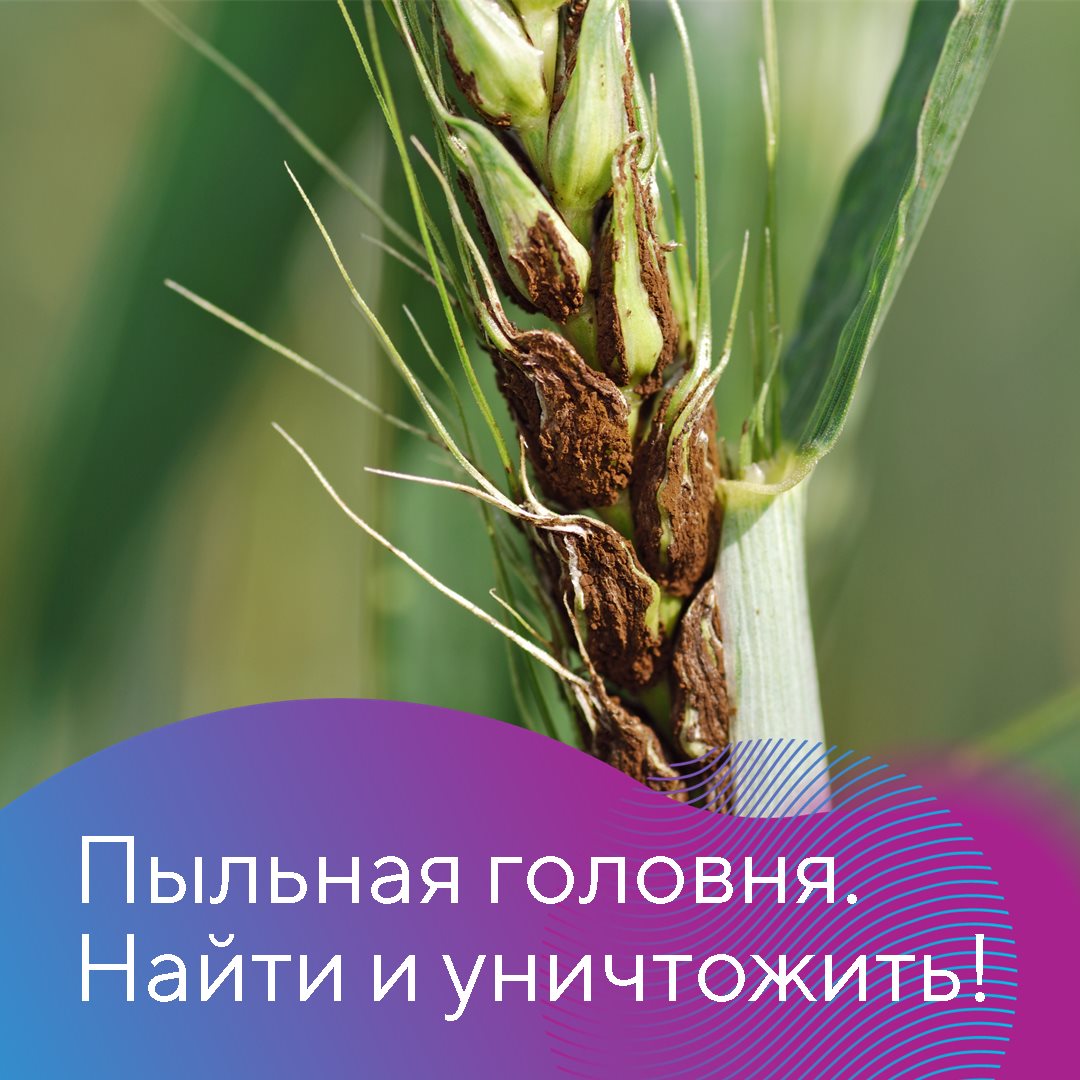 Пост 26.11.2024