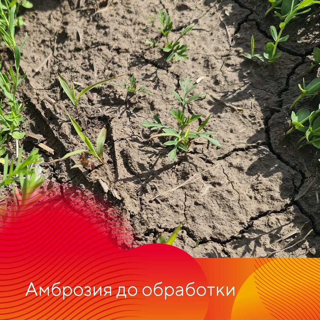 Результаты применения гербицидов на льне