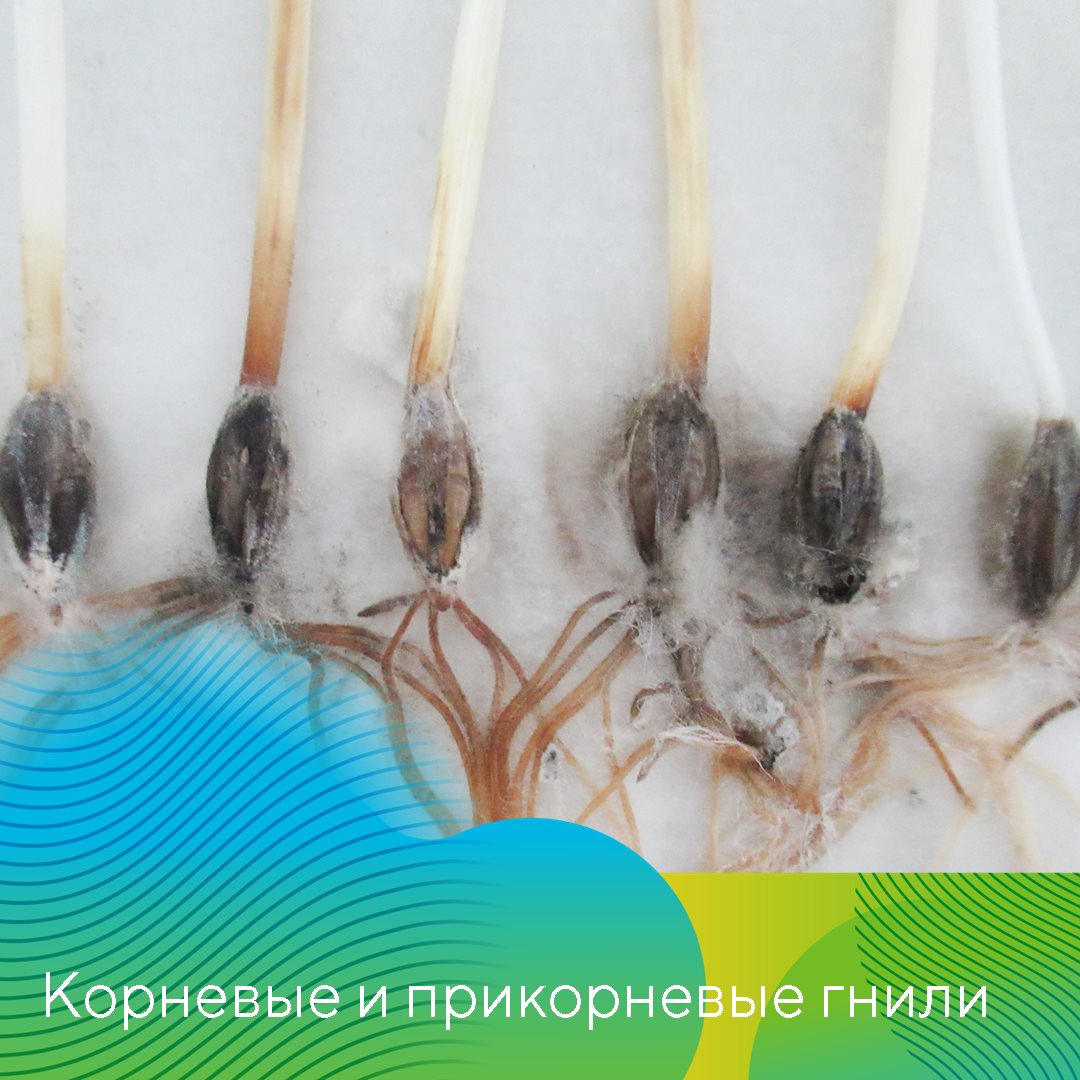 Пост 13.03.2025