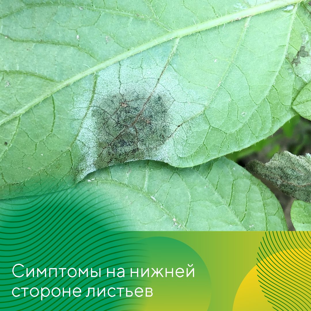 Пост 10.06.2025