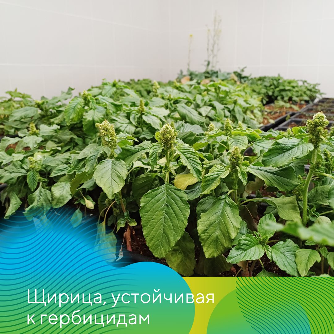 Пост 19.02.2025