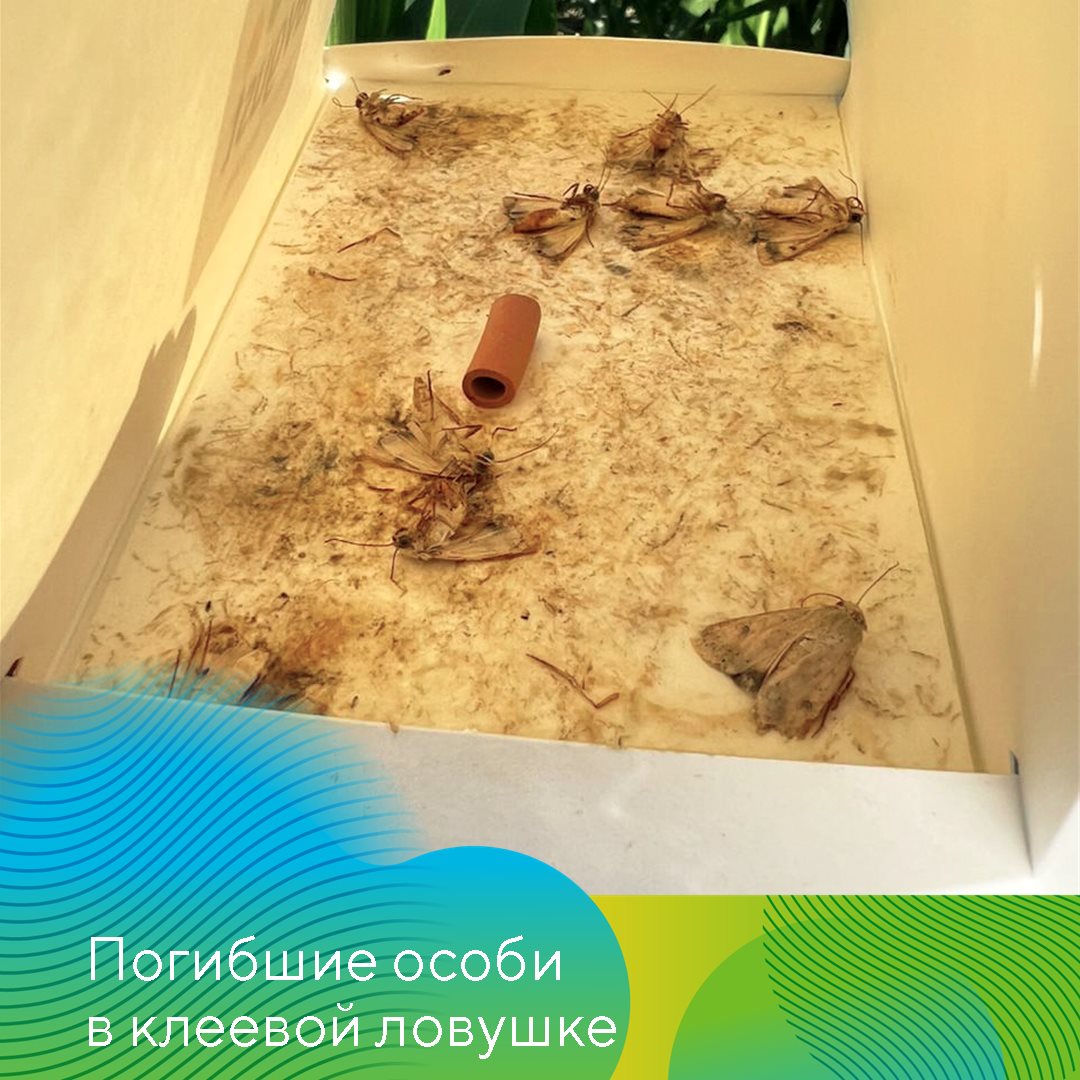 Стилет® июль 24