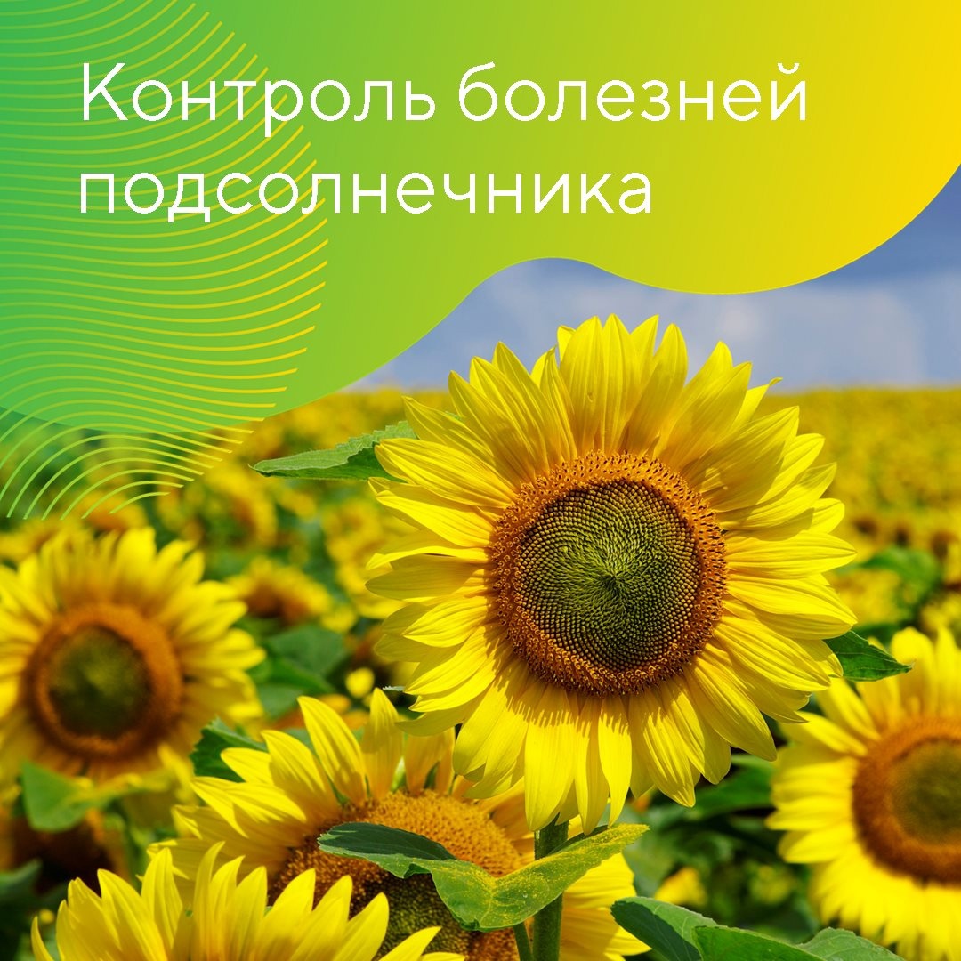Контроль болезней подсолнечника