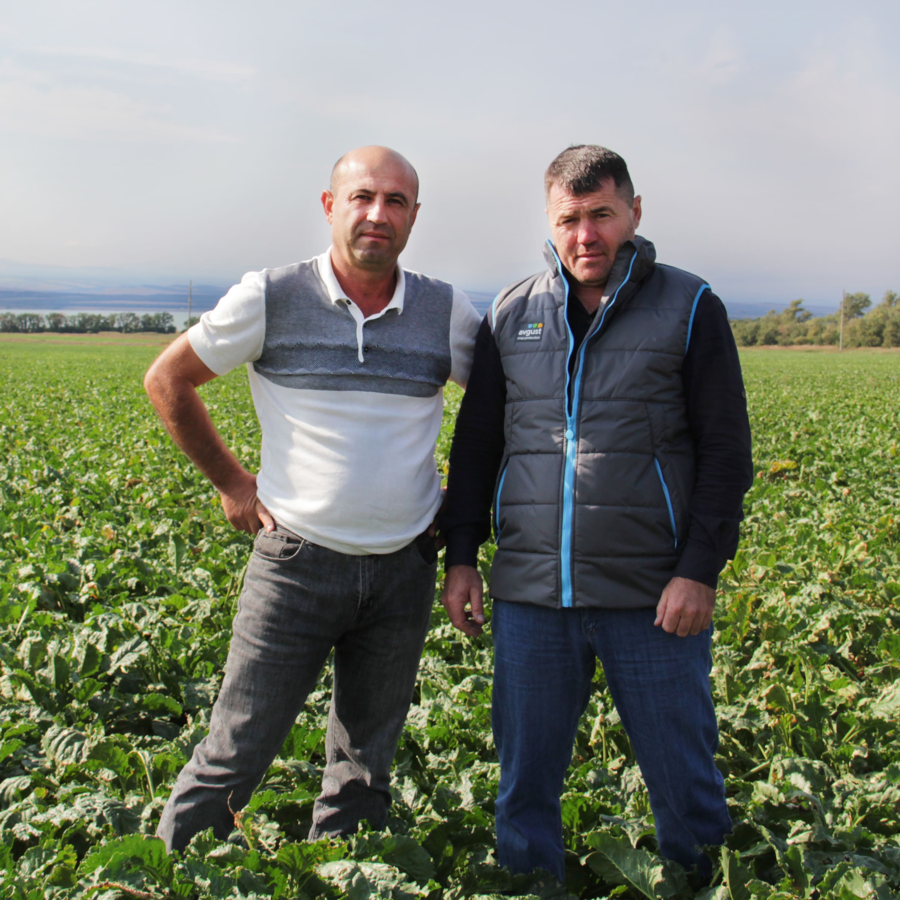 Фултайм® для защиты кукурузы в хозяйствах Карачаево-Черкесии