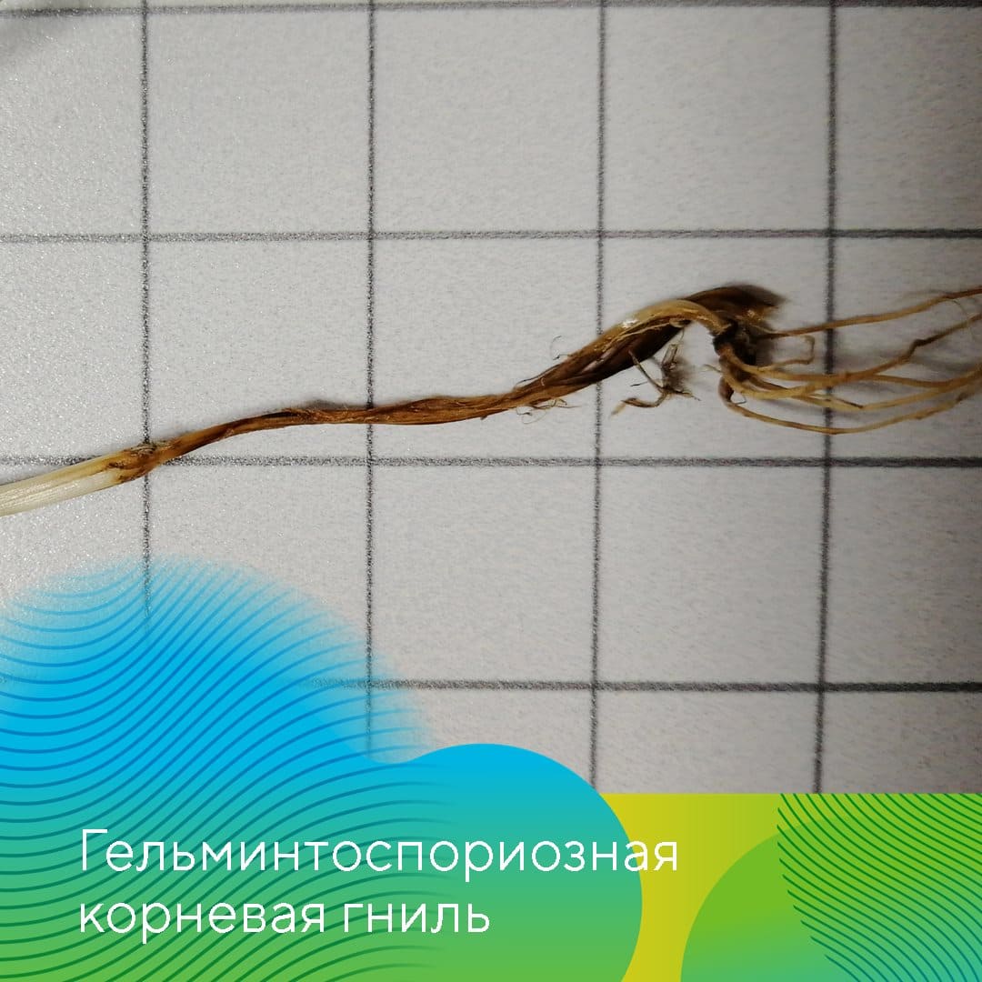 «АгроЛаборатория-Ливны» компании «Август» Татьяна Леденёва 2022