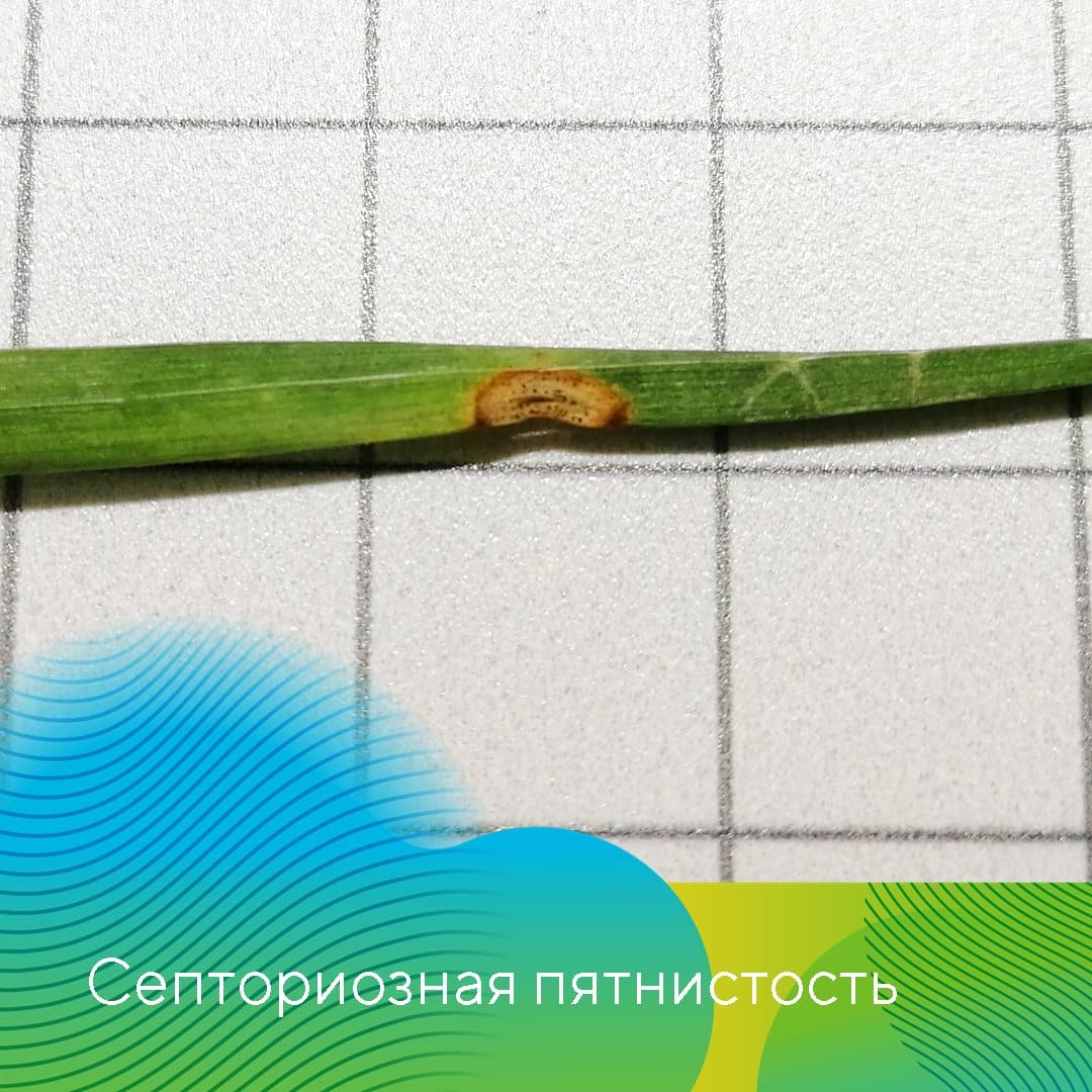 «АгроЛаборатория-Ливны» компании «Август» Татьяна Леденёва 2022