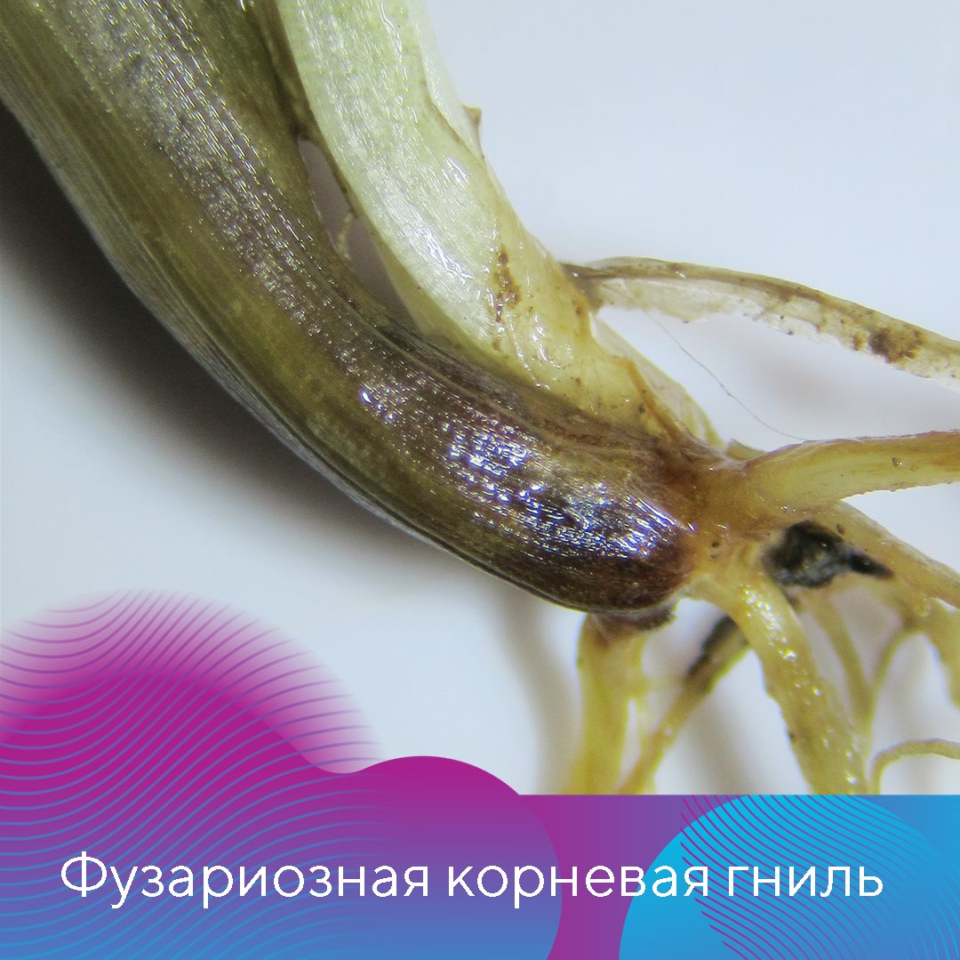Пост 8.04.2026