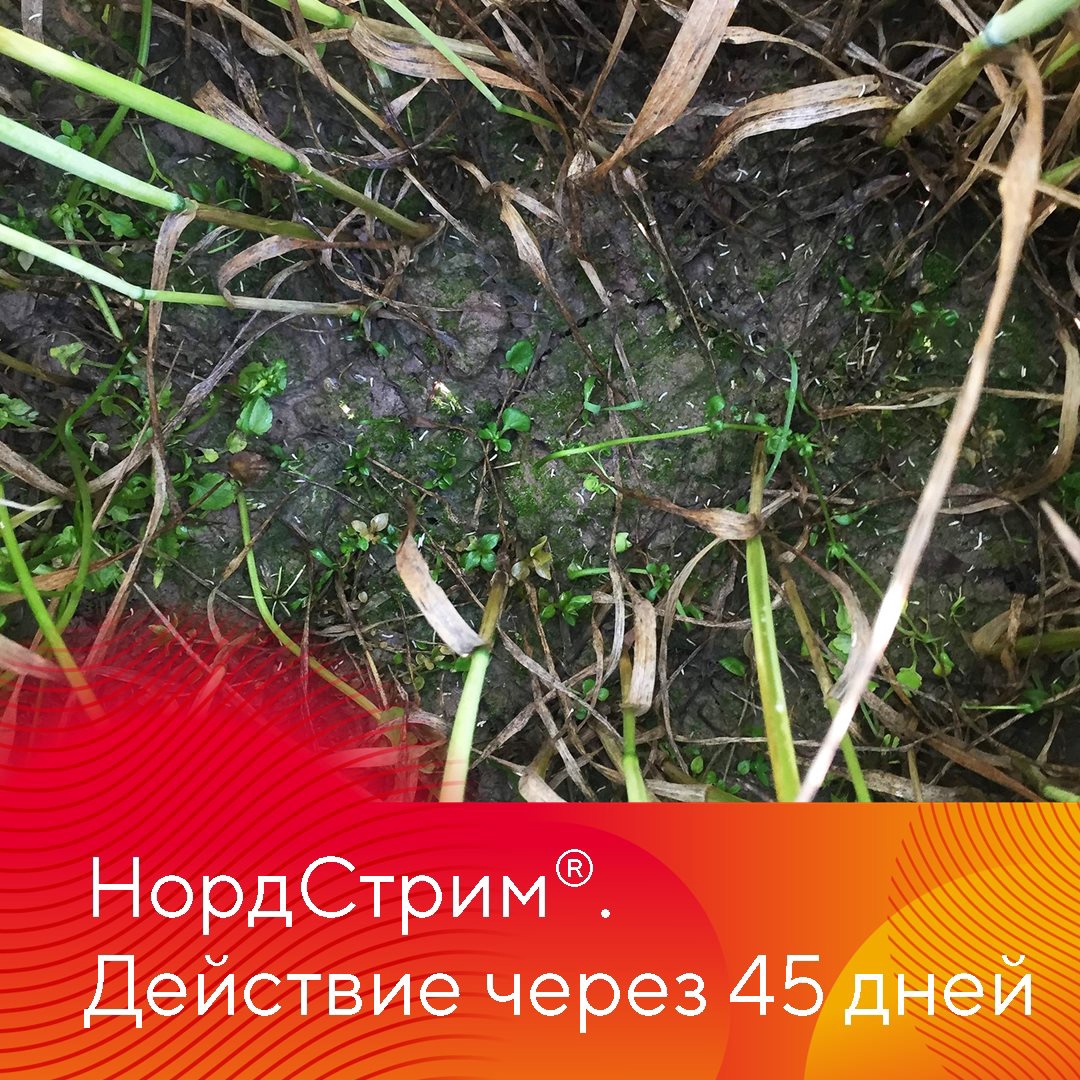 Прополка озимых зерновых