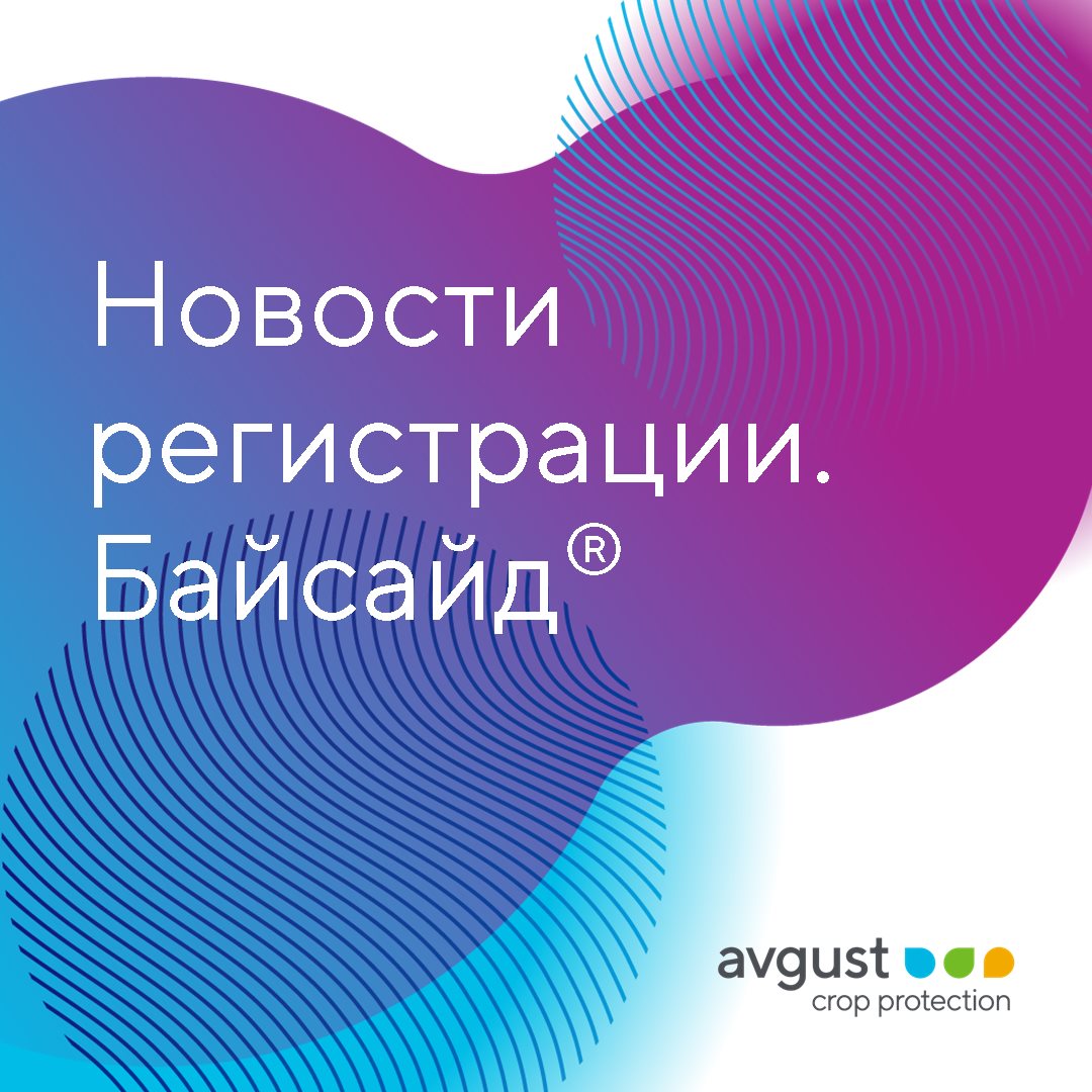 Байсайд 2023