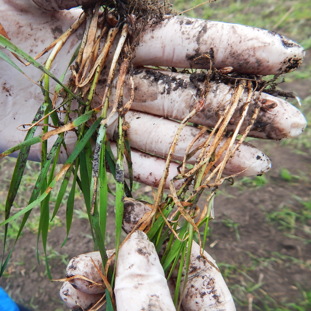 Ранневесенняя обработка фунгицидами