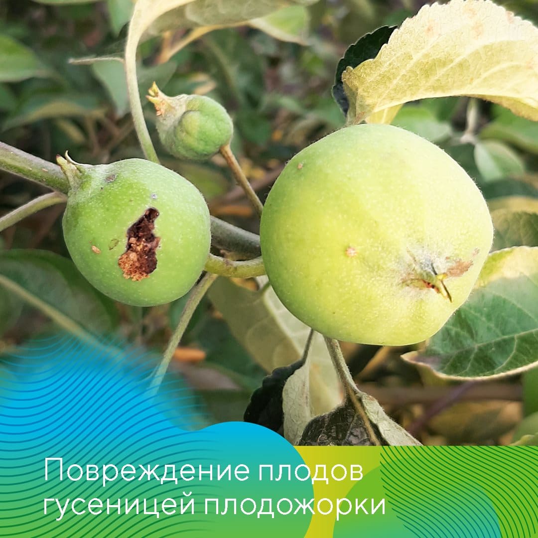 О мерах борьбы с вредителями плодовых культур июнь 2023