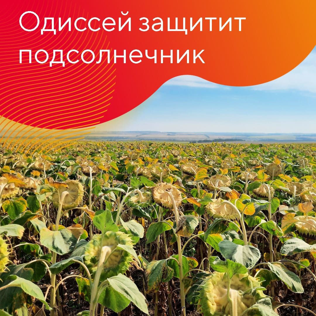 Гербицид «Августа» Одиссей март 2023
