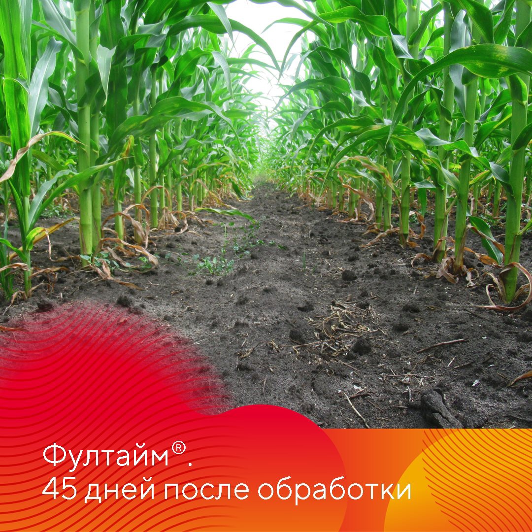 Испытание гербицидов на кукурузе