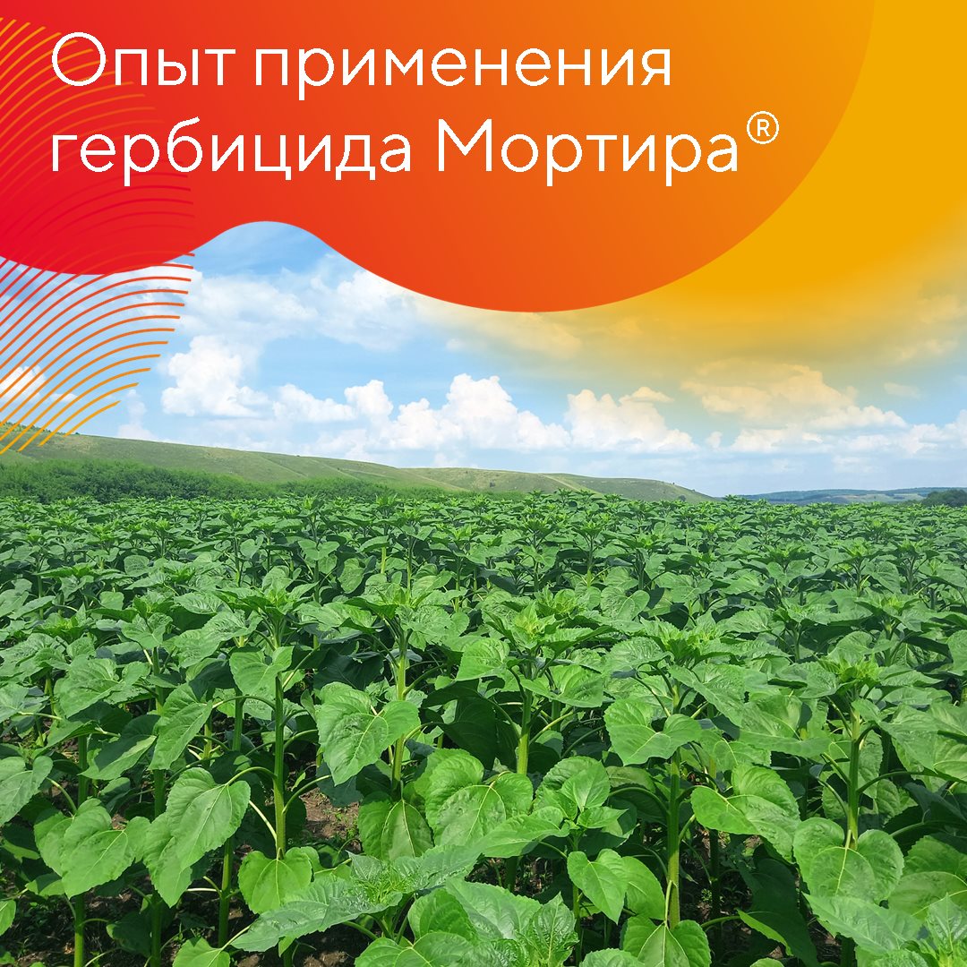 Об опыте применения гербицида Мортира® в агрофирмах УК «Август-Агро»