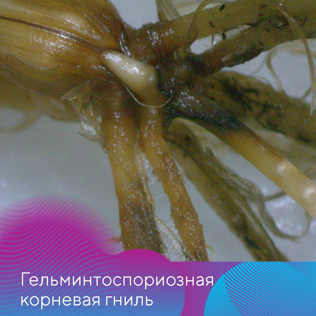 Пост 8.04.2026
