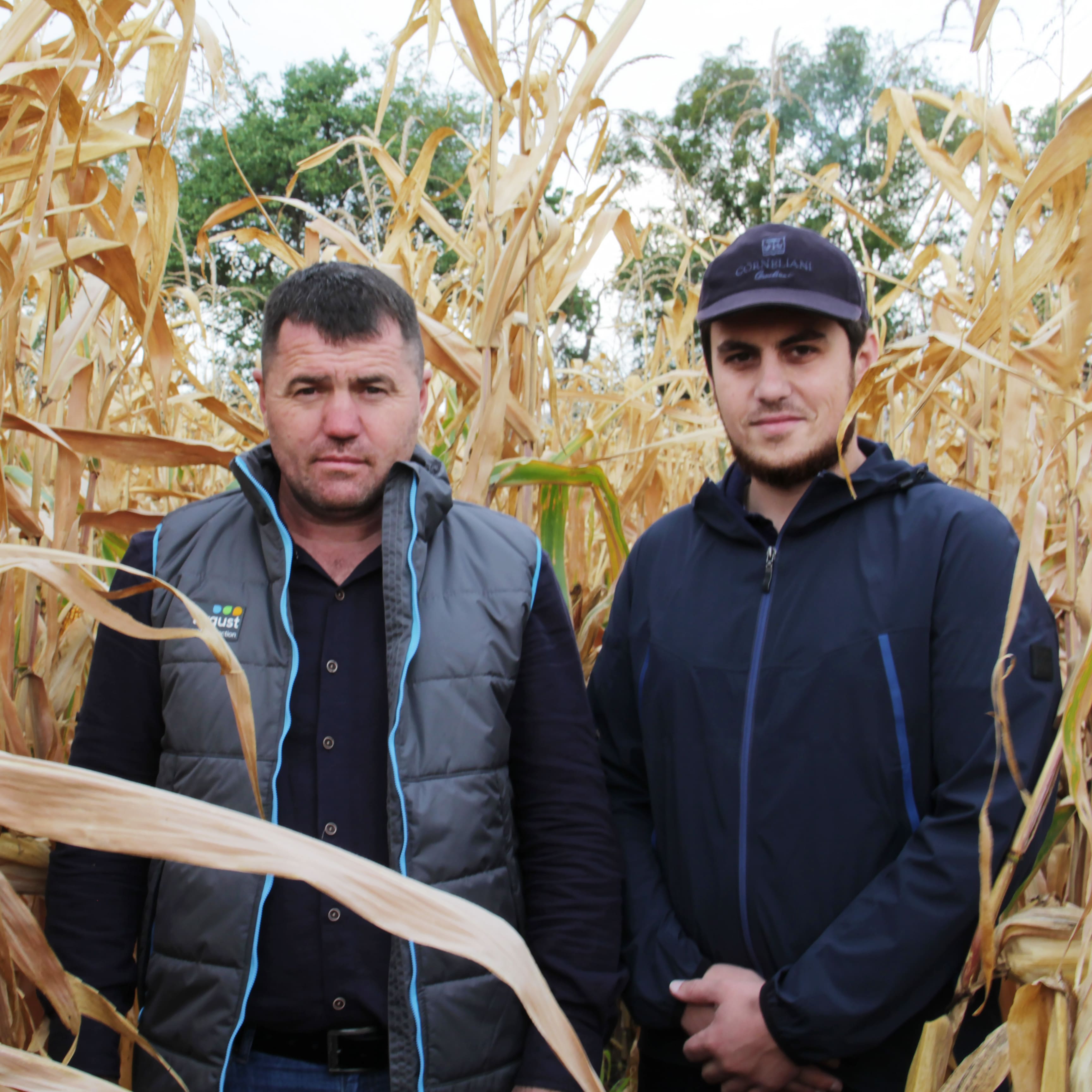 Фултайм® для защиты кукурузы в хозяйствах Карачаево-Черкесии