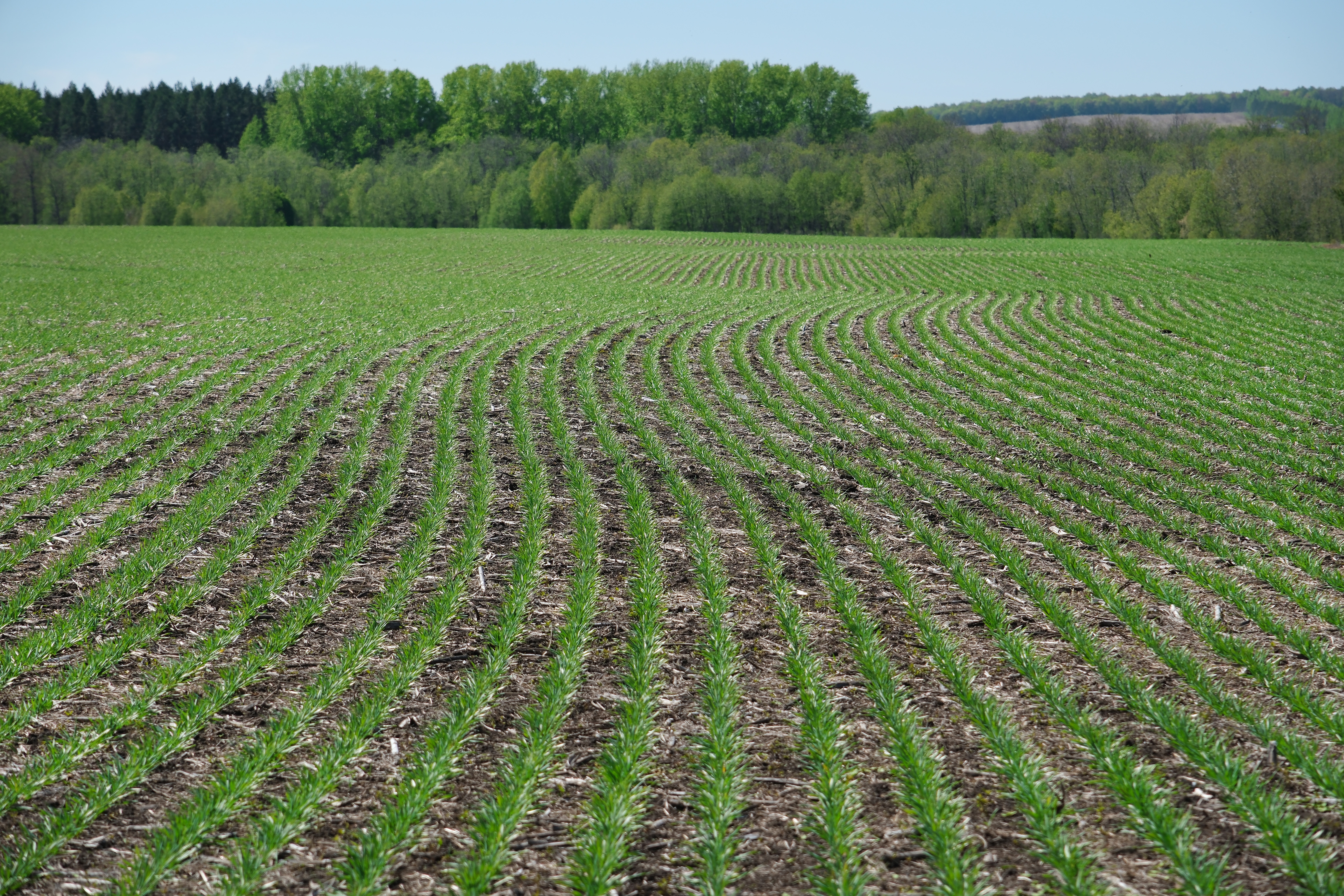 Тимирязевка 29.05