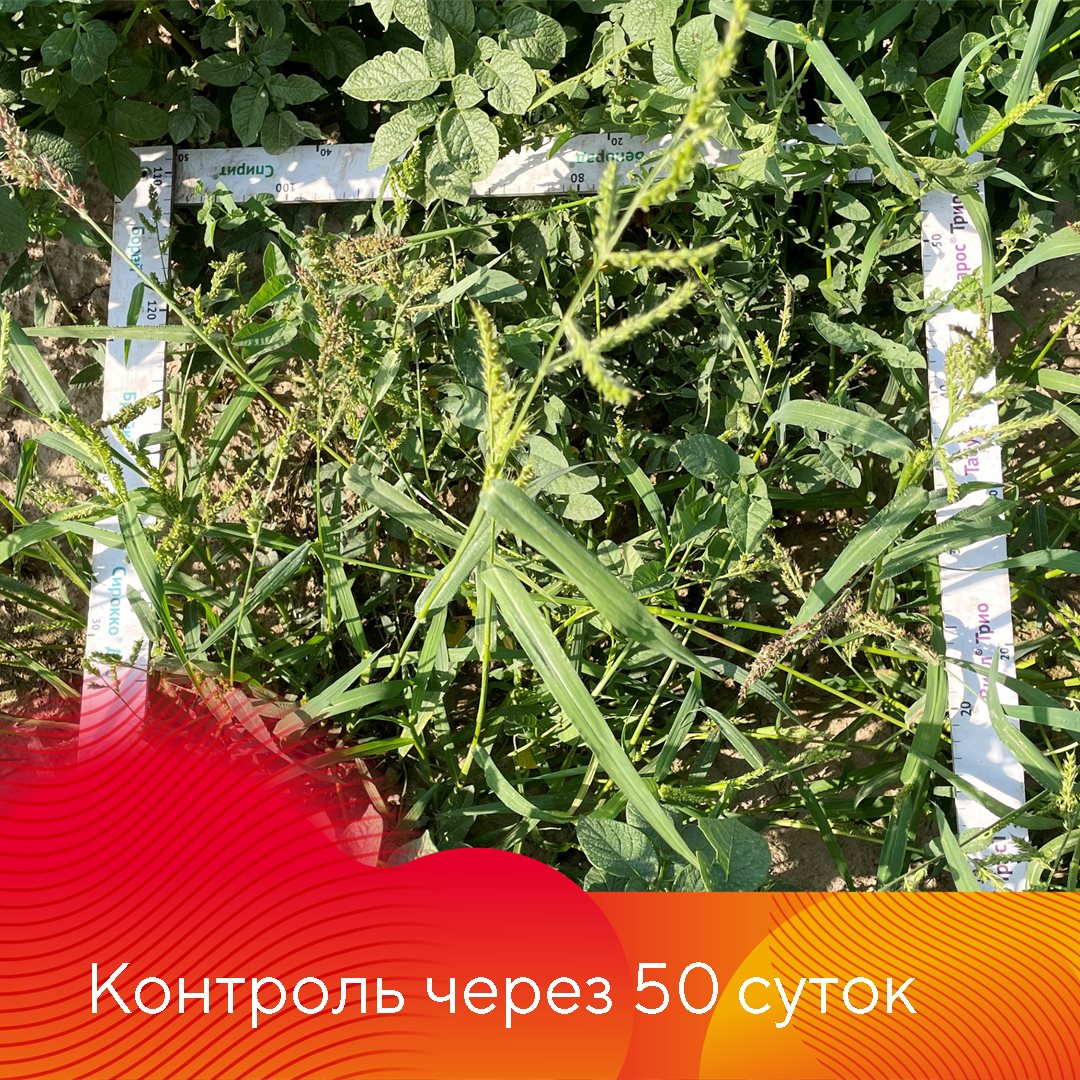 Пост 21.04.2026