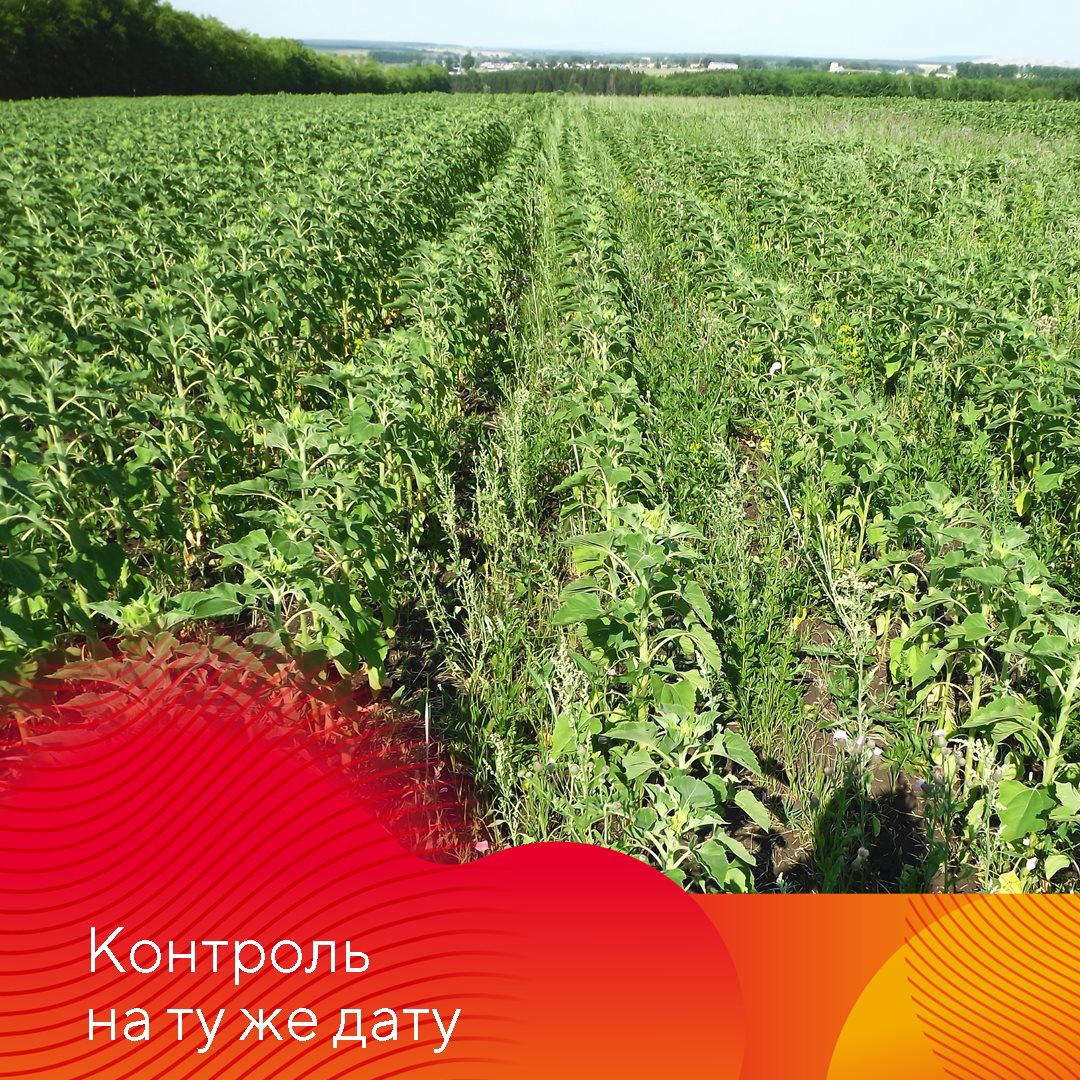 Защита подсолнечника