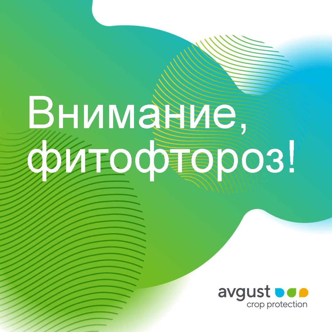 Фитофтороз июль 2023